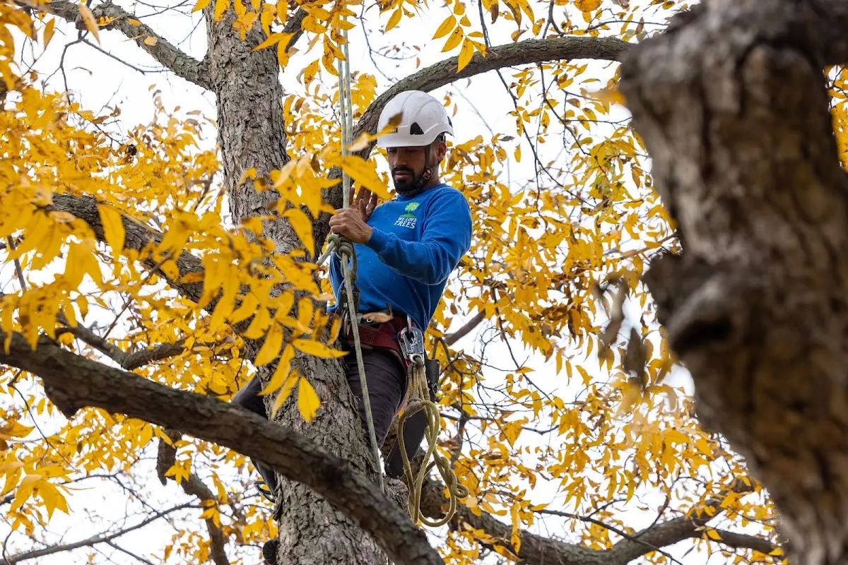 Skilled Storm Damage Cleanup crew working in West Warren