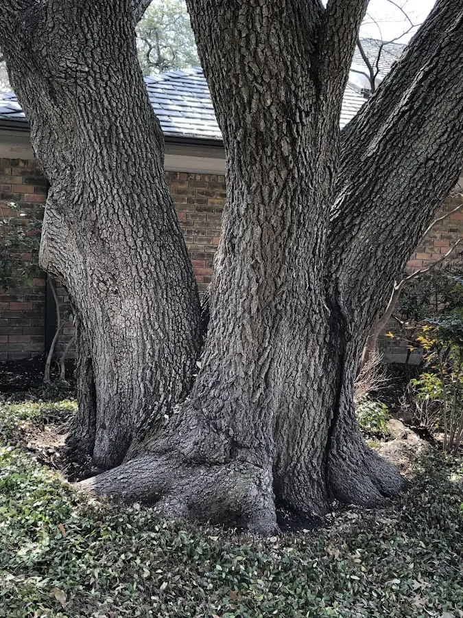 Mature heritage tree close to a West Warren property cared for by certified arborists